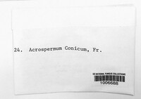 Acrospermum conicum image
